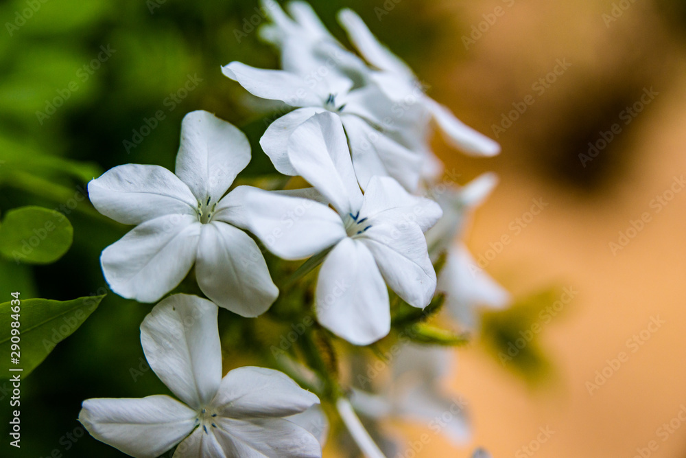 fleur blanche fleur blanche