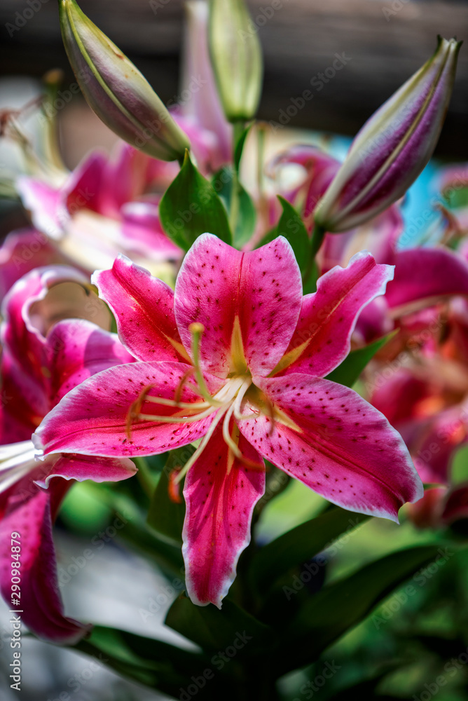 Stargazer lily