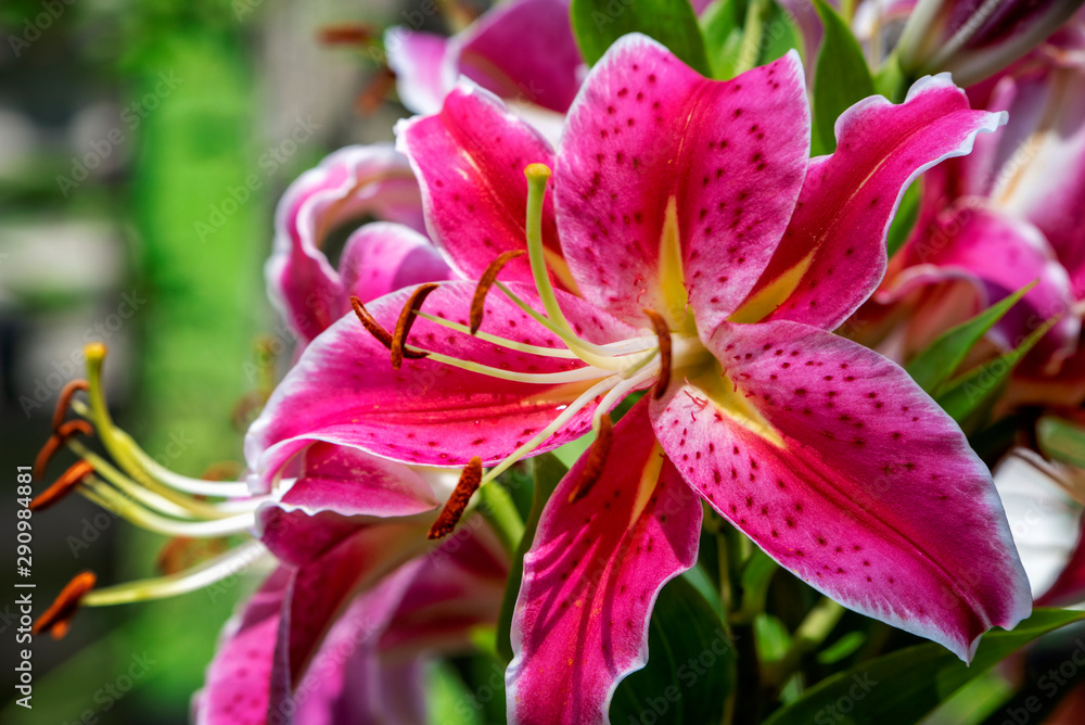 Fototapeta premium Stargazer lily2