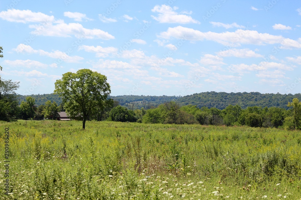 A view of the grass field in the countryside on a sunny day.