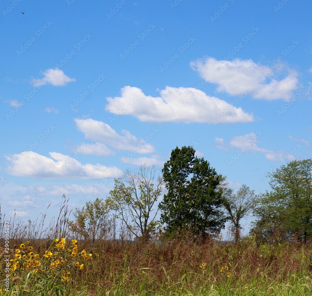 Obraz premium The white clouds in the sky overtop of the green land.