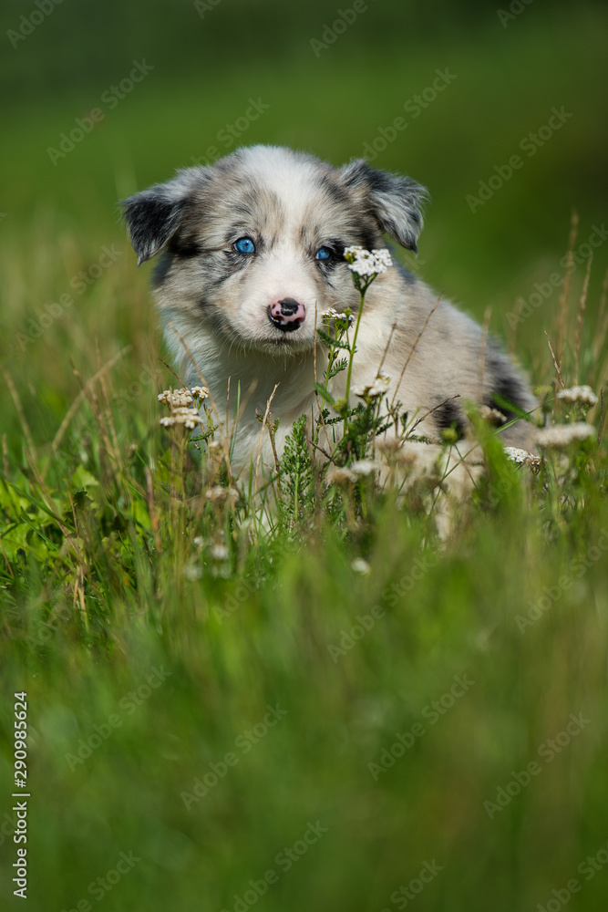 Cute border collie puppy in a meadow Cute border collie puppy in a meadow