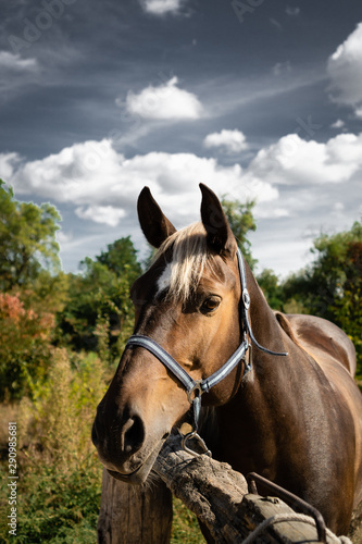 Plottret of horse with white hair, head turned toward viewer, ears standing pointed. a horse with a harness tied to a wooden log. Golden brown color. on sky background with clouds and green-yellow tre
