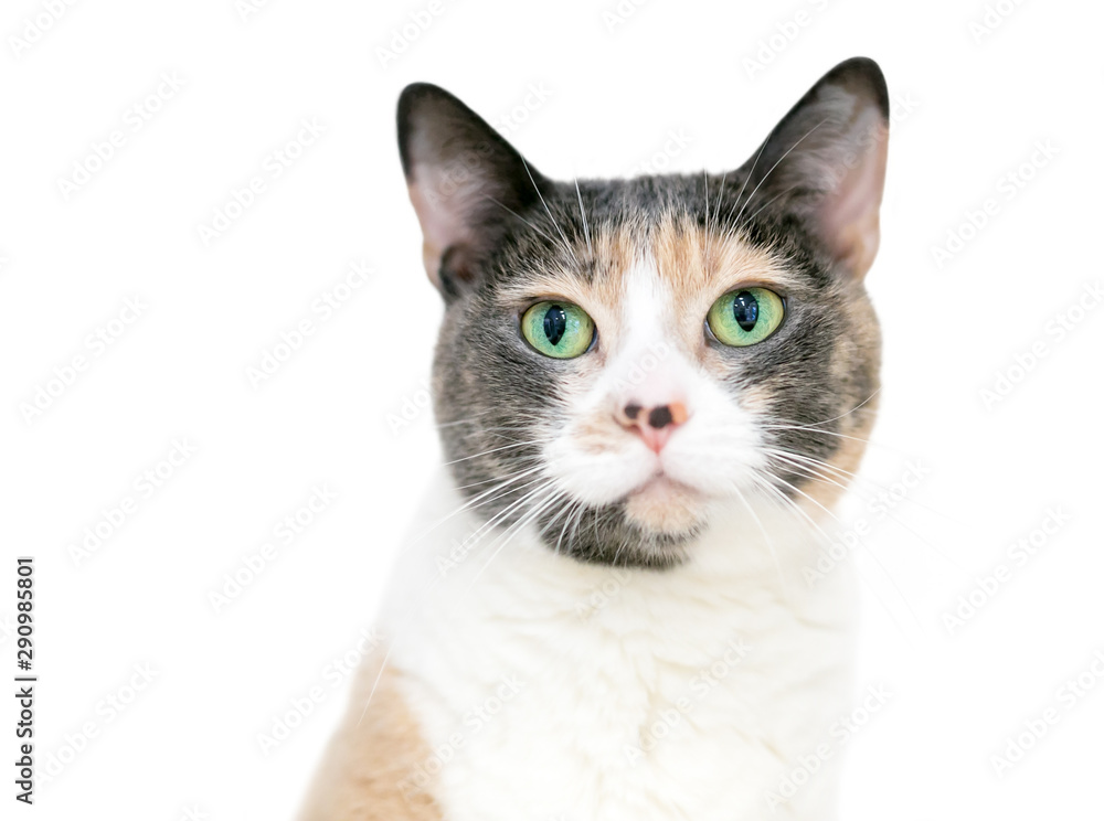 A Dilute Calico domestic shorthaired cat with bright green eyes