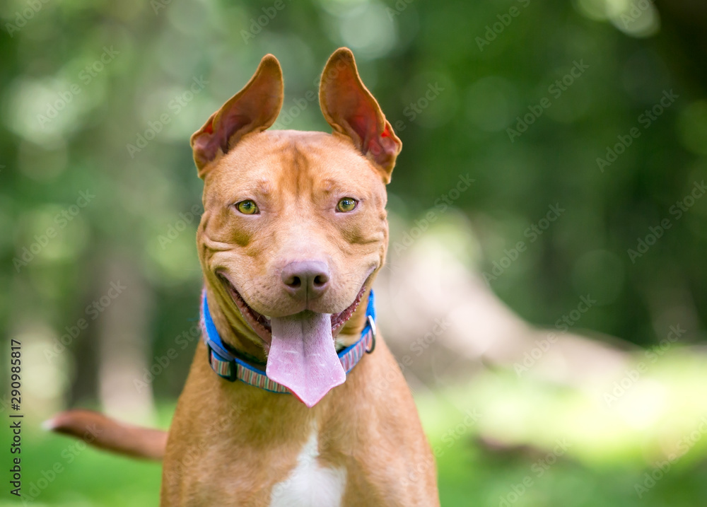 A happy red and white Pit Bull Terrier mixed breed dog with upright ears