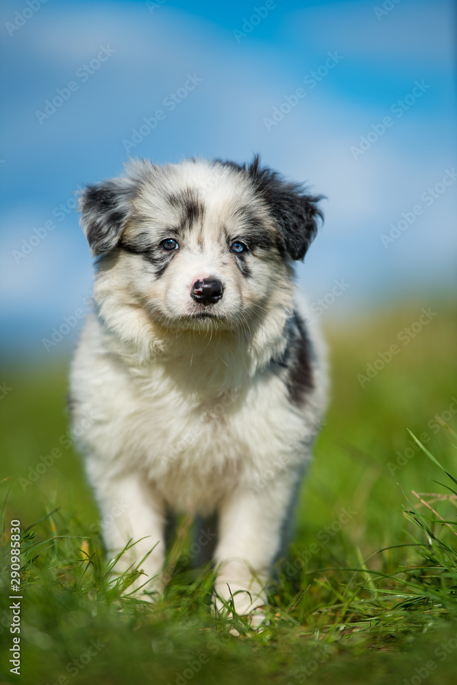 Cute border collie puppy in a meadow