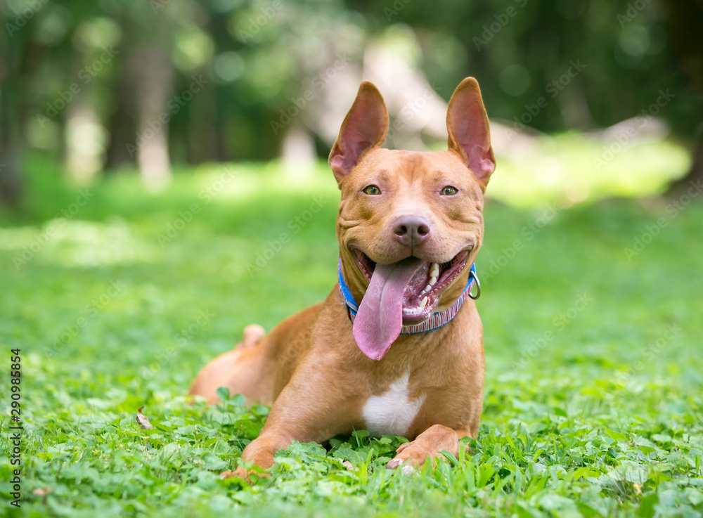 A happy red and white Pit Bull Terrier mixed breed dog relaxing in the grass with its tongue hanging out A happy red and white Pit Bull Terrier mixed breed dog relaxing in the grass with its tongue hanging out