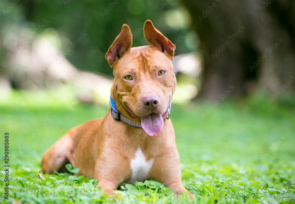 A happy red and white Pit Bull Terrier mixed breed dog relaxing in the grass with an alert expression - obrazy, fototapety, plakaty 