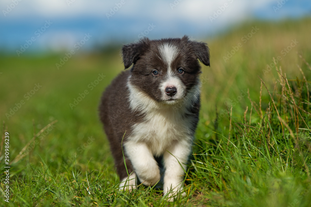 Cute border collie puppy in a meadow