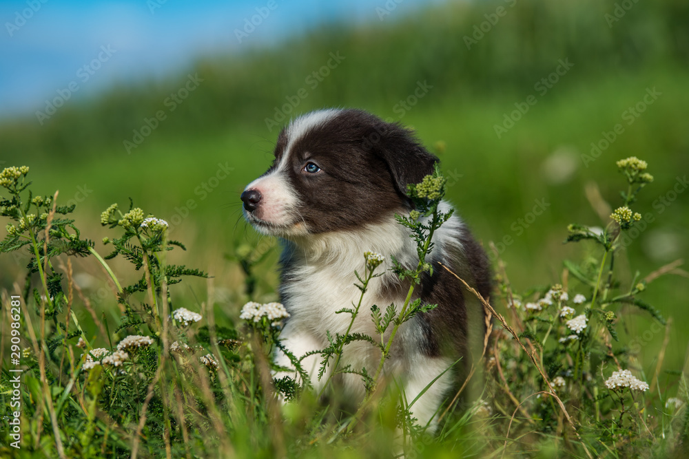 Cute border collie puppy in a meadow