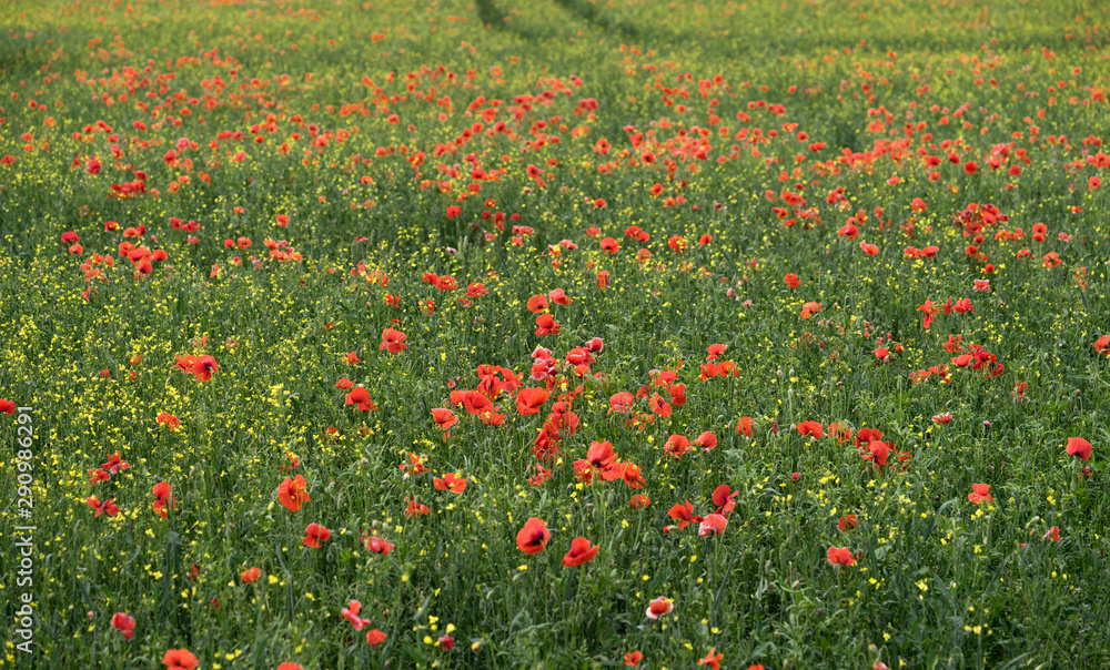 Field full of bright red poppies, some yellow Turkish wartycabbage (Bunias orientalis) blossoms and half ripe corn heads. Blurred background with green, yellow and red color splashes. Estonia, Europe.