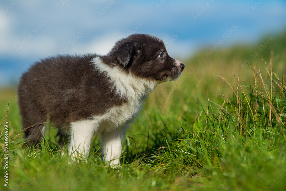 Cute border collie puppy in a meadow