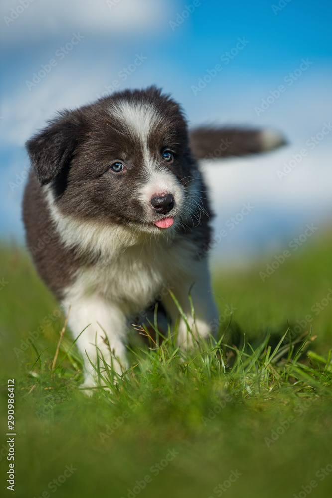 Cute border collie puppy in a meadow