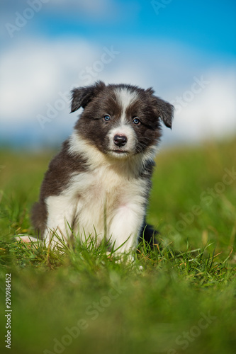 Fototapeta Cute border collie puppy in a meadow