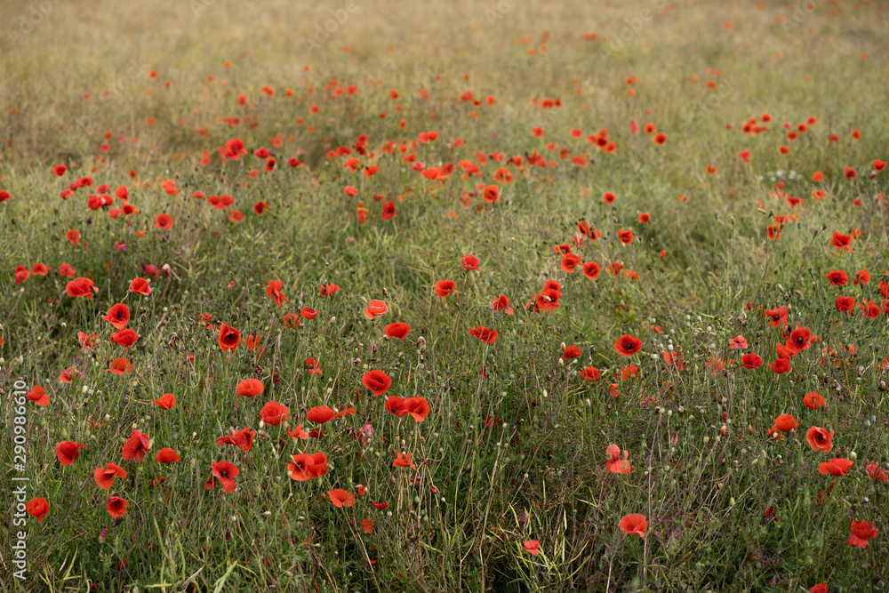 Bright red poppies in green field. Blurred background with green and red color splashes. July in Estonia, Europe.