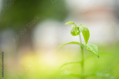 Beautiful macro  green leaf closeup  refreshment  relax  relief with copyspace for text  advertising green color background