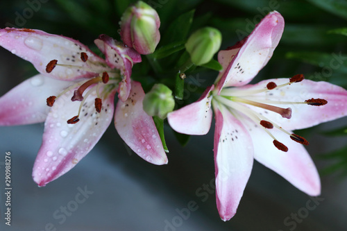 Asiatic Lilies have come in very many varieties and colors