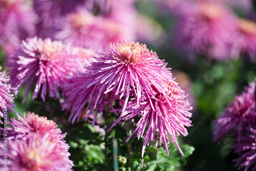 Beautiful Chrysanthemums in garden. Flowers as background picture. Chrysanthemum wallpaper. Japanese style. Autumn garden of chrysanthemums. Beautiful Chrysanthemums in garden. Flowers as background picture. Chrysanthemum wallpaper. Japanese style. Autumn garden of chrysanthemums.