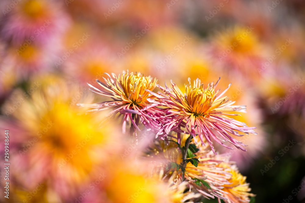 Beautiful Chrysanthemums in garden. Flowers as background picture. Chrysanthemum wallpaper. Japanese style. Autumn garden of chrysanthemums. Beautiful Chrysanthemums in garden. Flowers as background picture. Chrysanthemum wallpaper. Japanese style. Autumn garden of chrysanthemums.