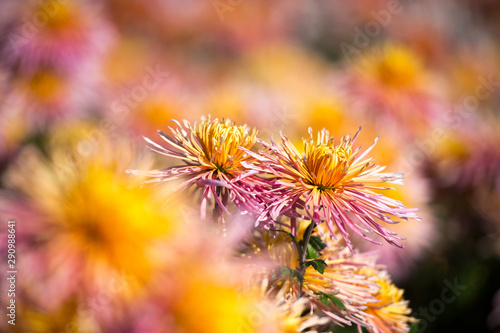 Beautiful Chrysanthemums in garden. Flowers as background picture. Chrysanthemum wallpaper. Japanese style. Autumn garden of chrysanthemums.