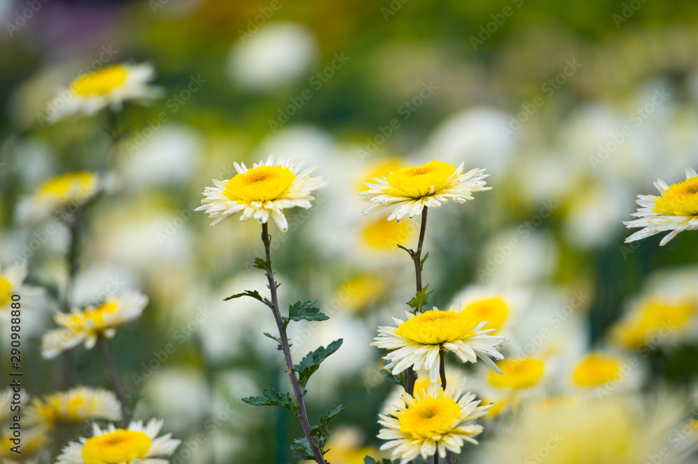 Beautiful Chrysanthemums in garden. Flowers as background picture. Chrysanthemum wallpaper. Japanese style. Autumn garden of chrysanthemums. Beautiful Chrysanthemums in garden. Flowers as background picture. Chrysanthemum wallpaper. Japanese style. Autumn garden of chrysanthemums.