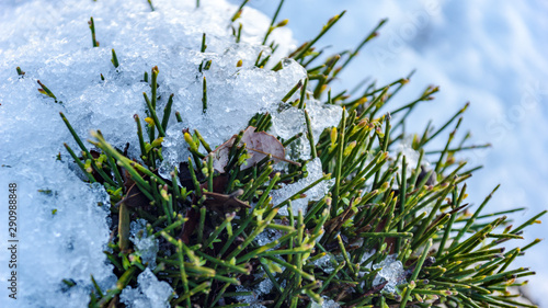 Tableau sur toile la neige sur une plante