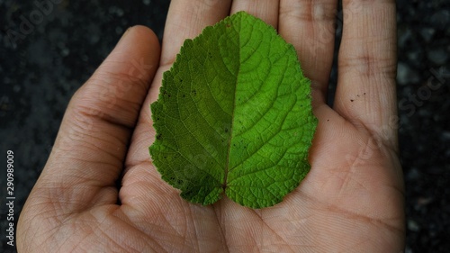 hands holding green leaf