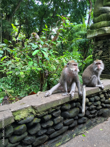 Old monkey in the wild tropical nature. photo