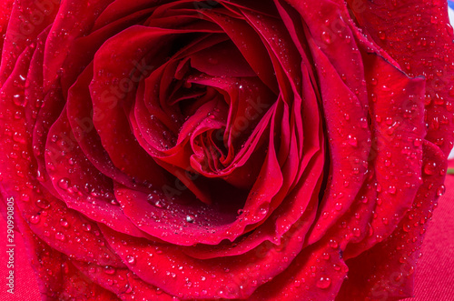 Flower, rose, red, water drops, waves of the petals.
