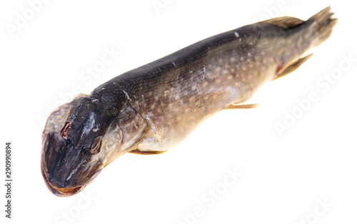 Salty fish pike on a white background