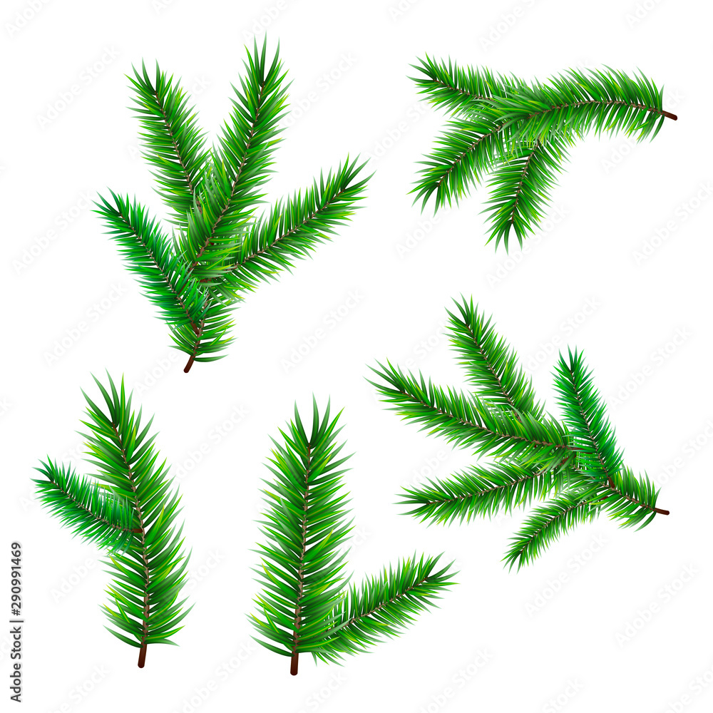 Coniferous twigs set vector illustration. Elements for Happy New Year and Merry Christmas design. Isolated on white background.