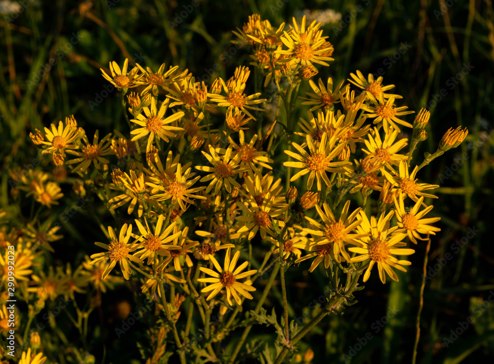 yellow flowes reach out to sun yellow flowes reach out to sun