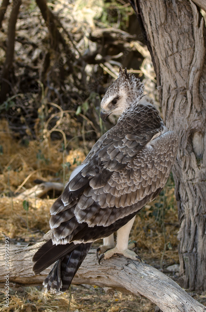 Aigle martial, Polemaetus bellicosus, Martial Eagle Aigle martial, Polemaetus bellicosus, Martial Eagle