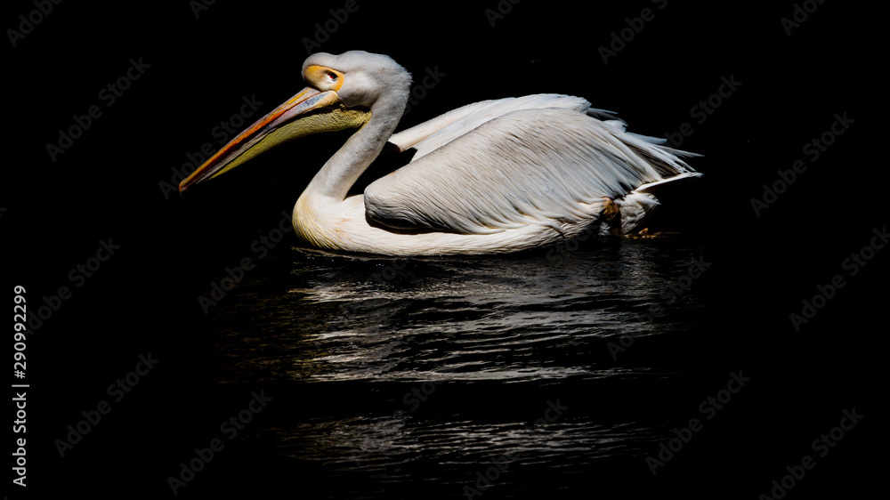 Pelican swimming in the zoo with black background Pelican swimming in the zoo with black background