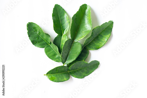 Fresh Green Kaffir Lime Leaves isolated on White Background, ingradient for Asia's food
