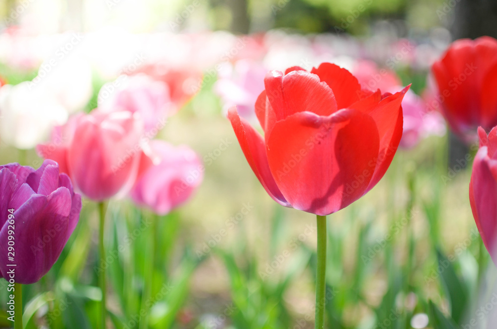 Landscape beautiful natural view of Tulip Flower with sunshine/sun ray on in spring daytime Landscape beautiful natural view of Tulip Flower with sunshine/sun ray on in spring daytime