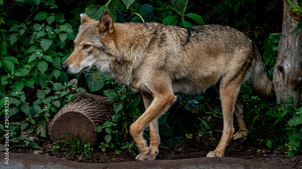 Wolf in the zoo