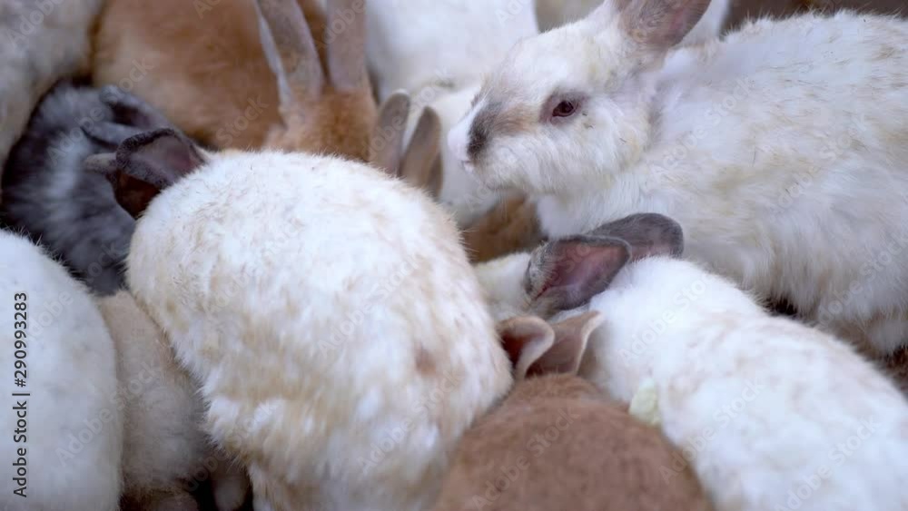 A Group of rabbits eating food at the farm A Group of rabbits eating food at the farm