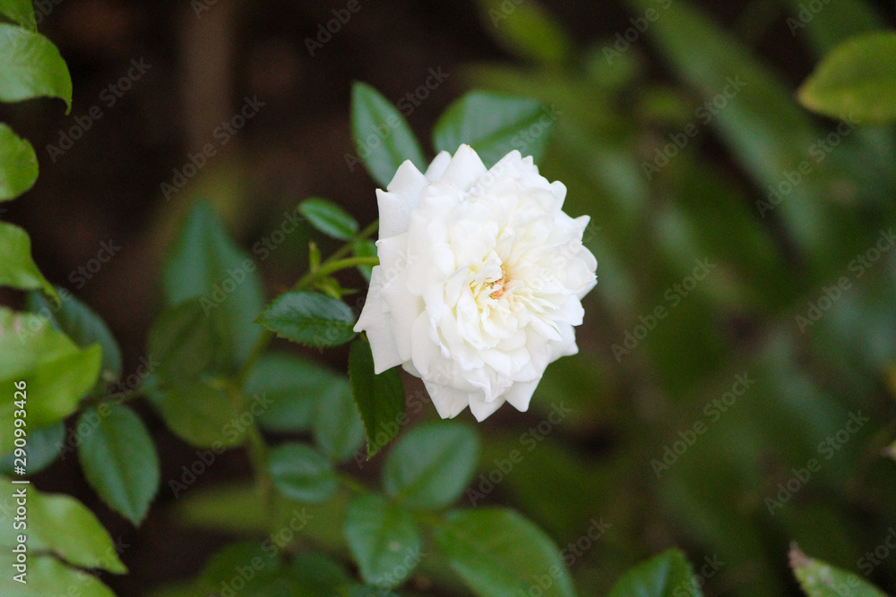White flower White flower