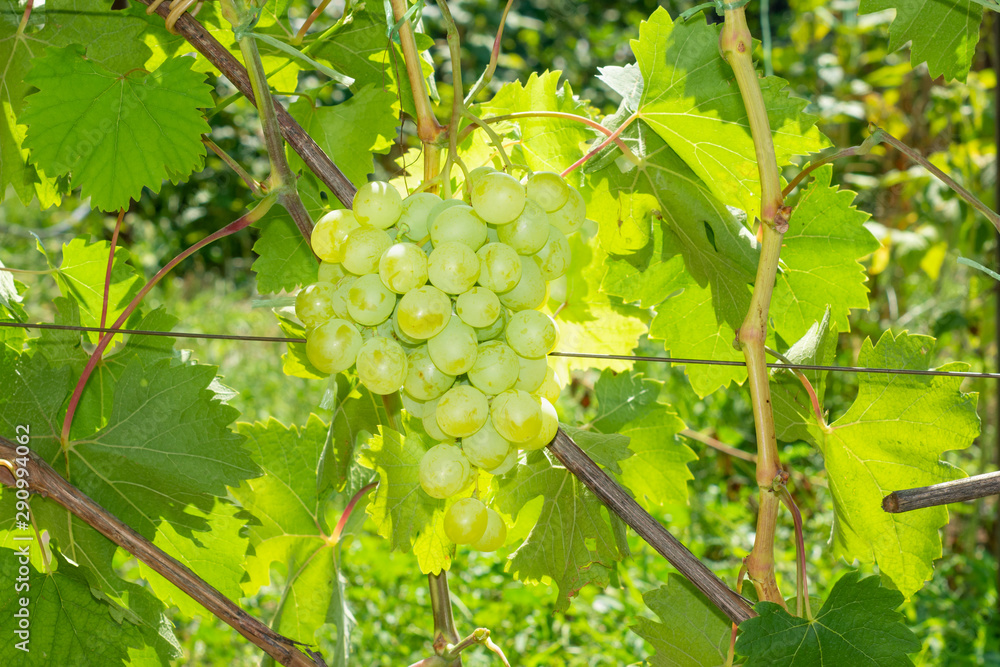 white ripe large grapes close-up macro. Grape bush with bunches of berries and green leaves