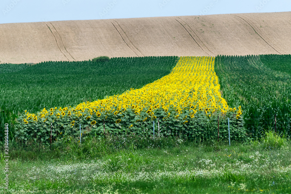 Obraz premium Row of sunflowers in the corn field with blue sky on a beautiful summer day