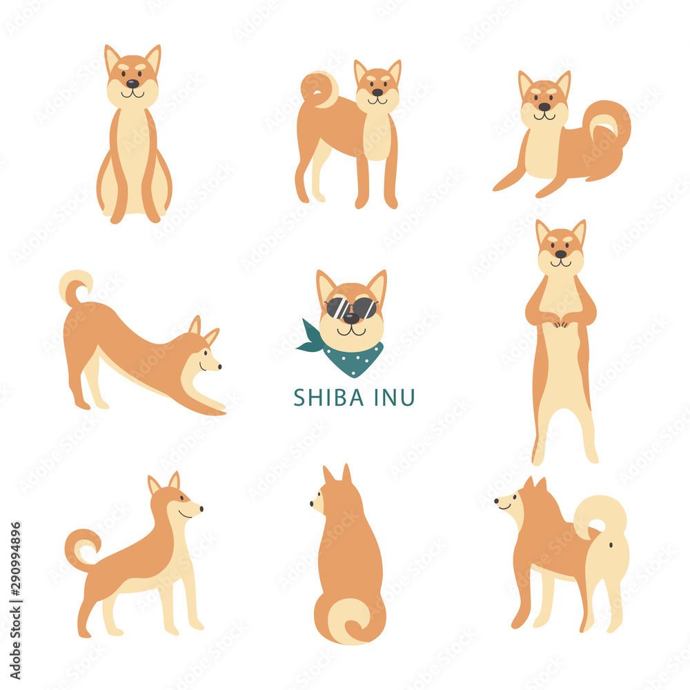 Shiba inu cute dog in various poses in flat vector illustrations set isolated.