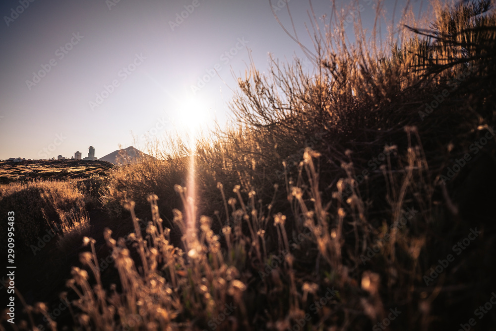 Sunset time in the mountains and countryside with defocused flowers and plants in foreground and mountain and buildings, observatory, in background