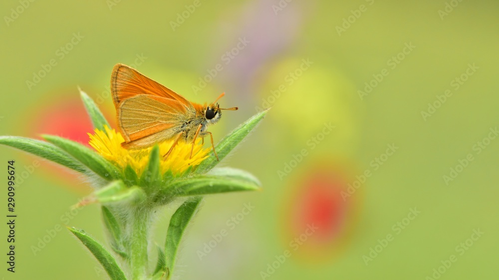 Obraz premium Thymelicus sylvestris 614