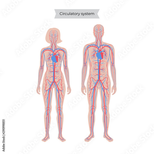 circulatory system anatomy
