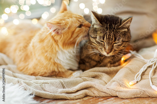 pets, christmas and hygge concept - two cats lying on window sill with blanket at home photo