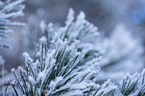 snow covered pine tree branch