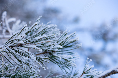 snow covered fir tree branch
