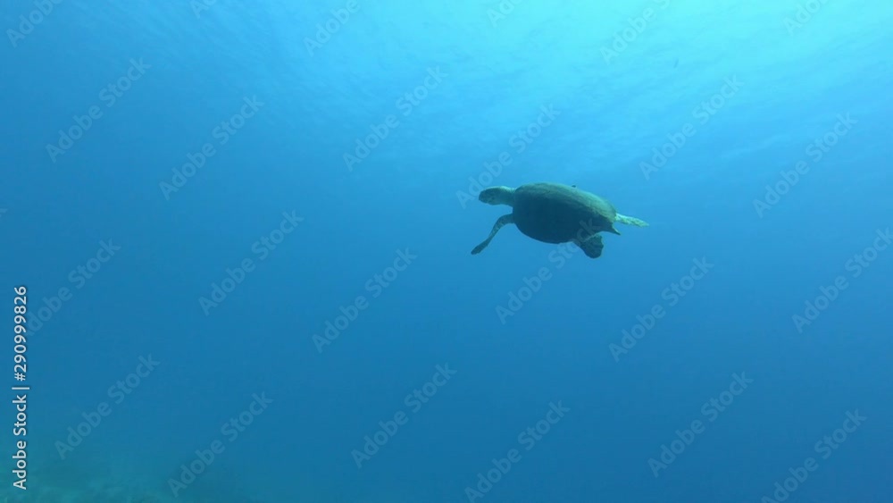 Sea Turtle underwater, Blue water Sea Turtle underwater, Blue water