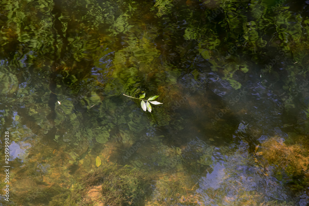 Fototapeta premium Autumn leaves floating in the river, Cornwall